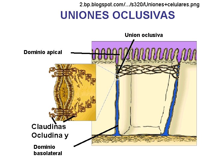2. bp. blogspot. com/. . . /s 320/Uniones+celulares. png UNIONES OCLUSIVAS Union oclusiva Dominio