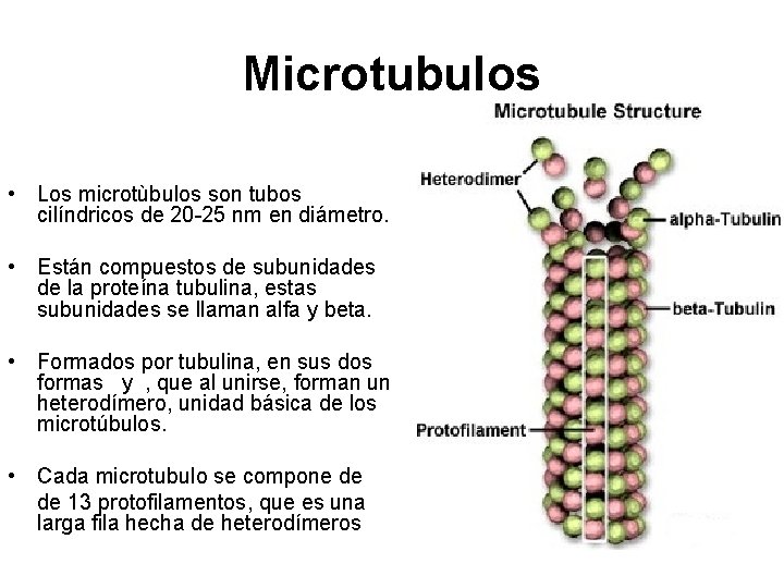 Microtubulos • Los microtùbulos son tubos cilíndricos de 20 -25 nm en diámetro. •