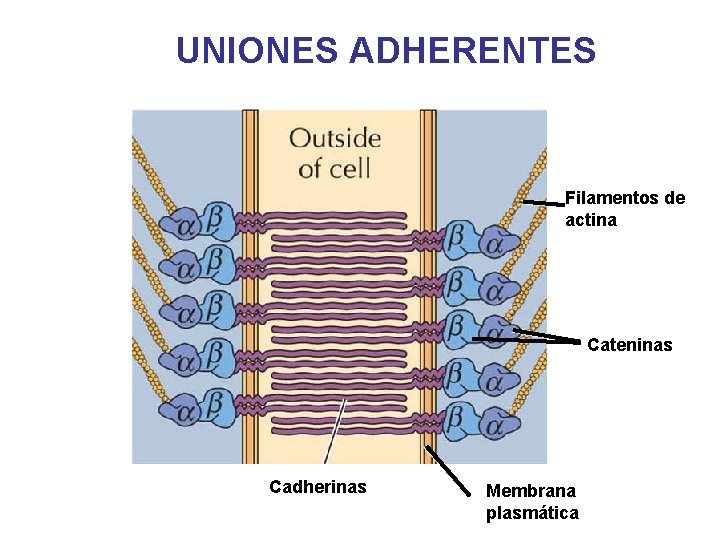 UNIONES ADHERENTES Filamentos de actina Cateninas Cadherinas Membrana plasmática 