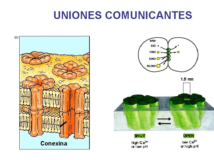 UNIONES COMUNICANTES 1. 5 nm Conexina 