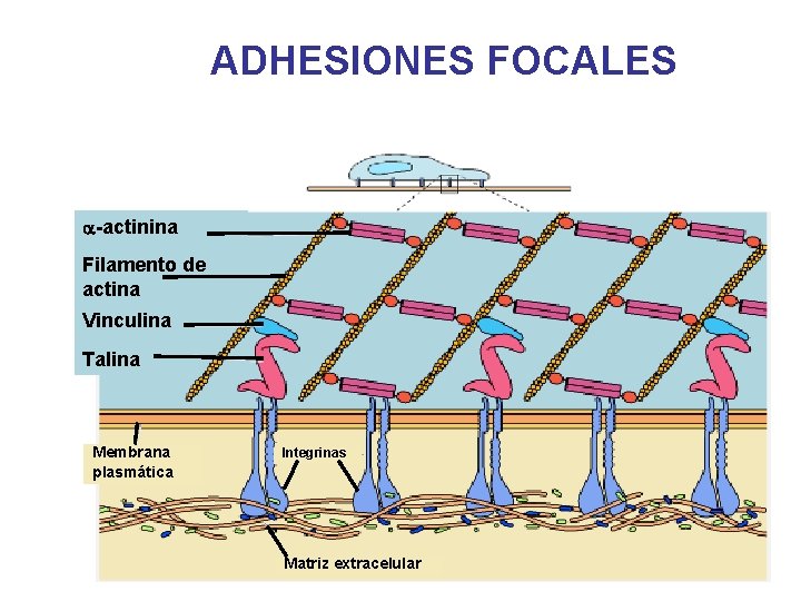 ADHESIONES FOCALES a-actinina Filamento de actina Vinculina Talina Membrana plasmática Integrinas Matriz extracelular 