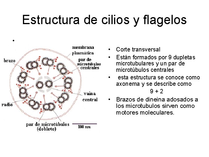 Estructura de cilios y flagelos • • Corte transversal • Están formados por 9