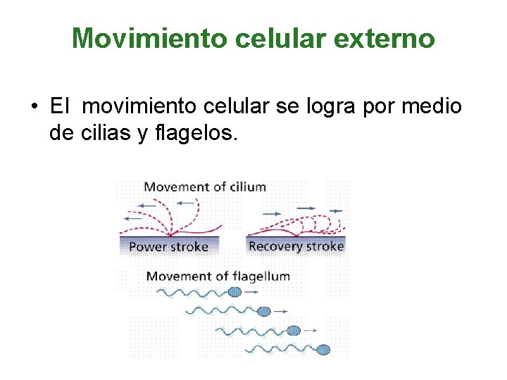 Movimiento celular externo • El movimiento celular se logra por medio de cilias y