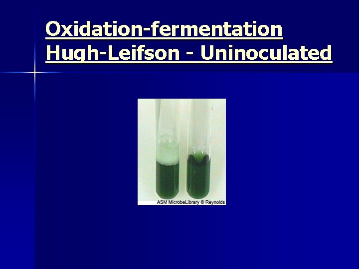 Oxidation-fermentation Hugh-Leifson - Uninoculated 