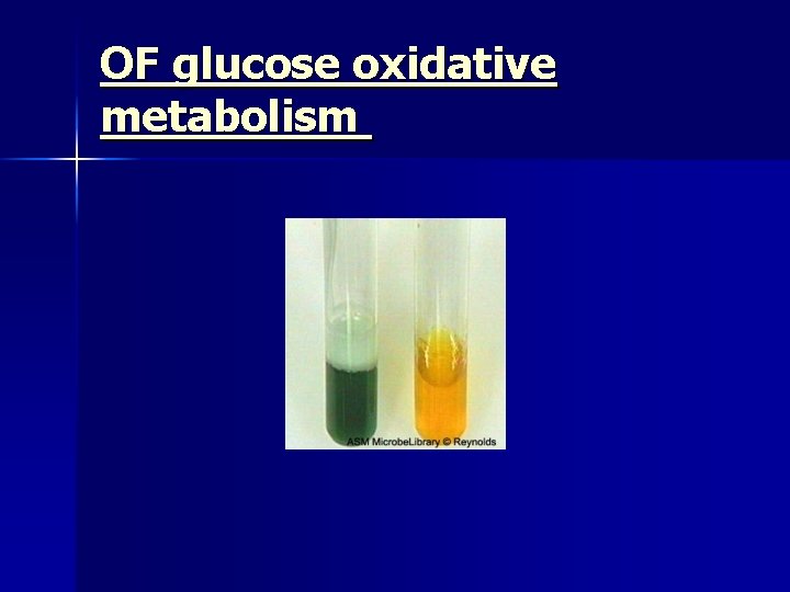 OF glucose oxidative metabolism 