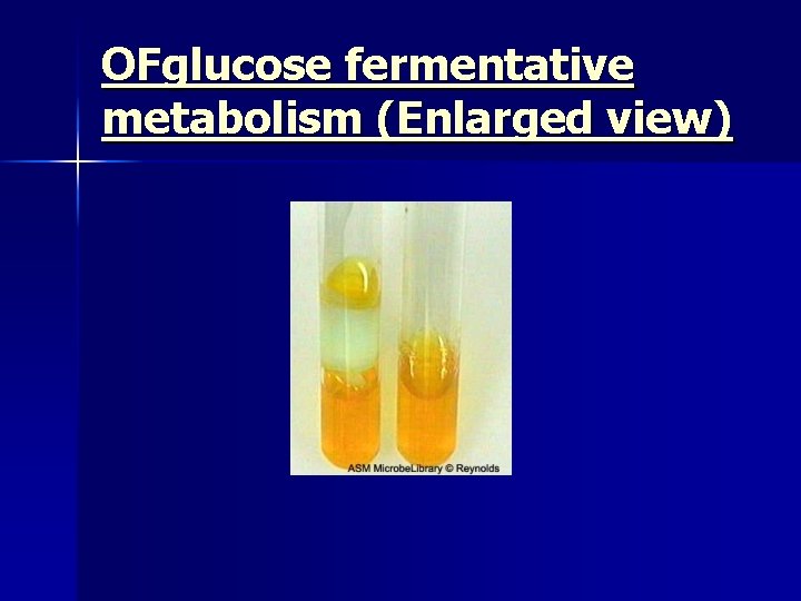 OFglucose fermentative metabolism (Enlarged view) 