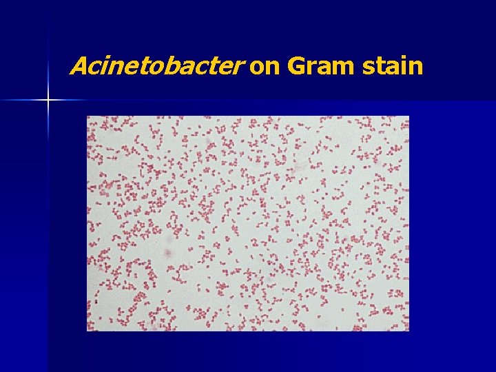 Acinetobacter on Gram stain 