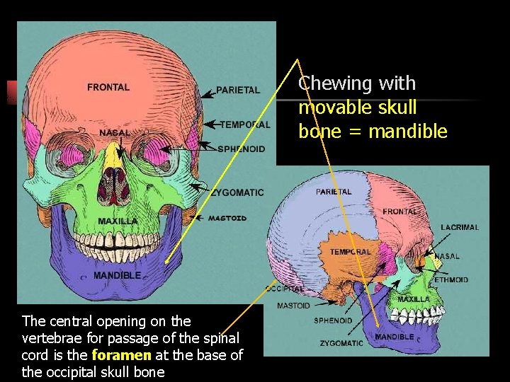 Chewing with movable skull bone = mandible The central opening on the vertebrae for