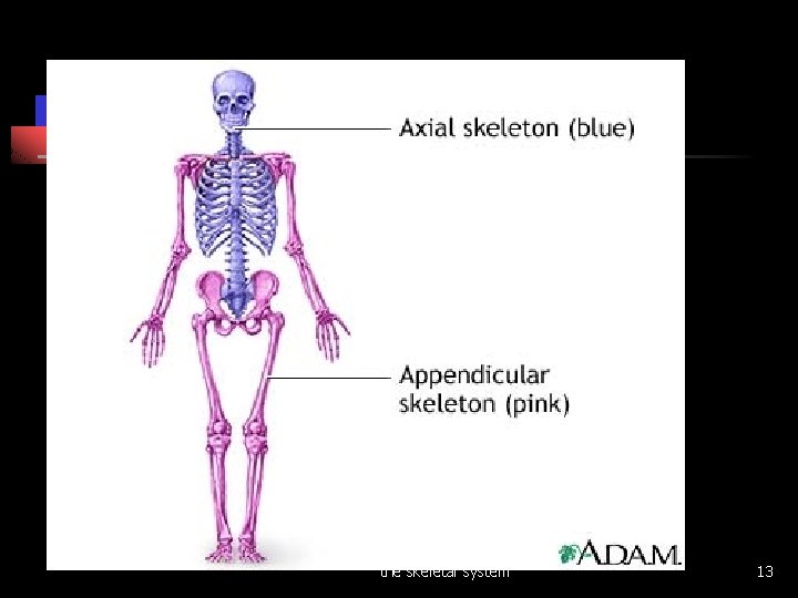 1. 02 Remember the structures of the skeletal system 13 