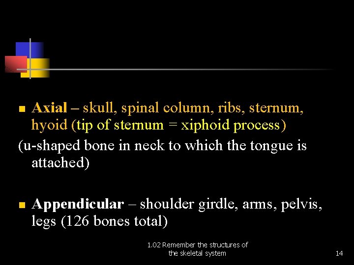 Axial – skull, spinal column, ribs, sternum, hyoid (tip of sternum = xiphoid process)