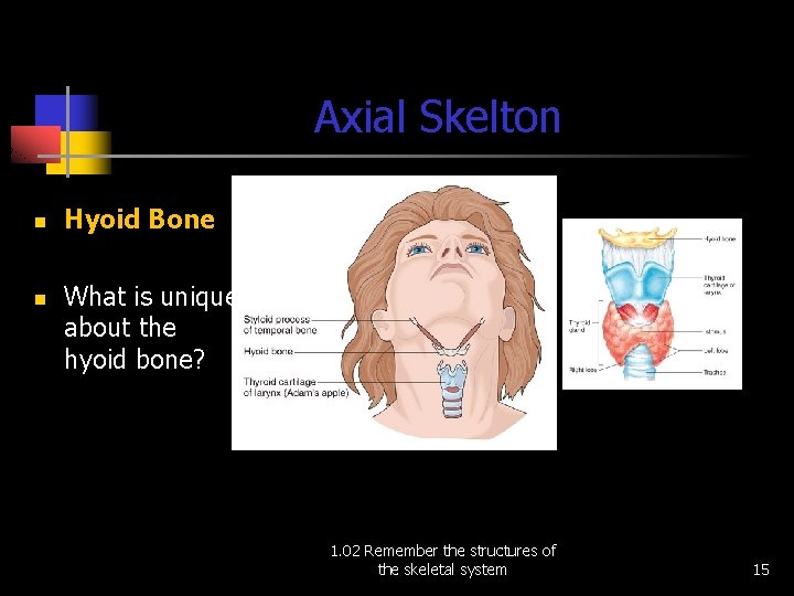Axial Skelton n n Hyoid Bone What is unique about the hyoid bone? 1.