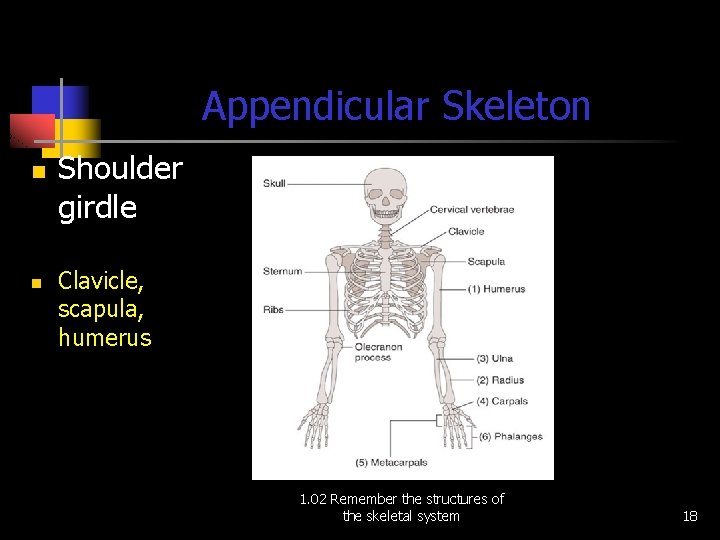 Appendicular Skeleton n n Shoulder girdle Clavicle, scapula, humerus 1. 02 Remember the structures