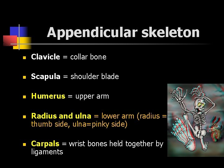 Appendicular skeleton n Clavicle = collar bone n Scapula = shoulder blade n Humerus