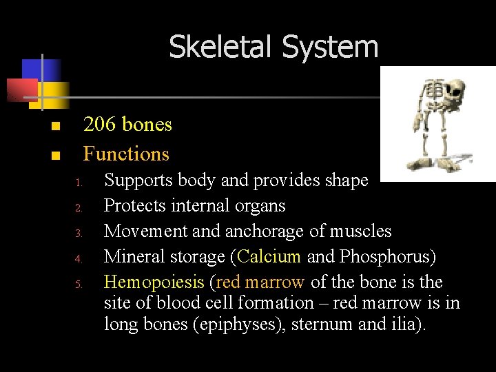 Skeletal System 206 bones Functions n n 1. 2. 3. 4. 5. Supports body