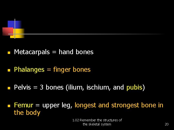 n Metacarpals = hand bones n Phalanges = finger bones n Pelvis = 3