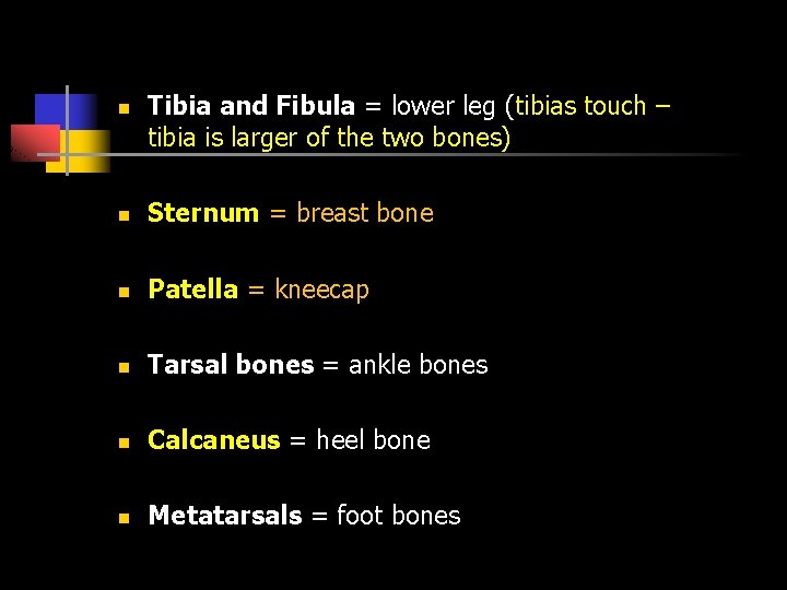 n Tibia and Fibula = lower leg (tibias touch – tibia is larger of