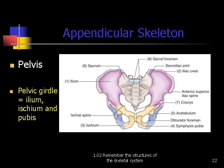 Appendicular Skeleton n n Pelvis Pelvic girdle = ilium, ischium and pubis 1. 02