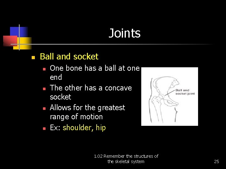 Joints n Ball and socket n n One bone has a ball at one