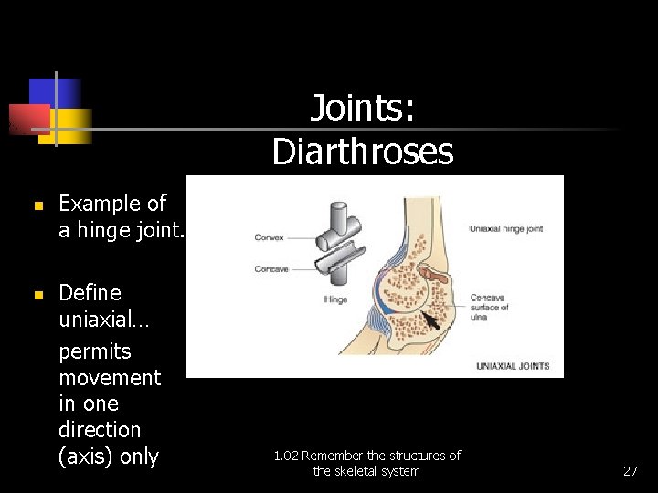 Joints: Diarthroses n n Example of a hinge joint. Define uniaxial… permits movement in