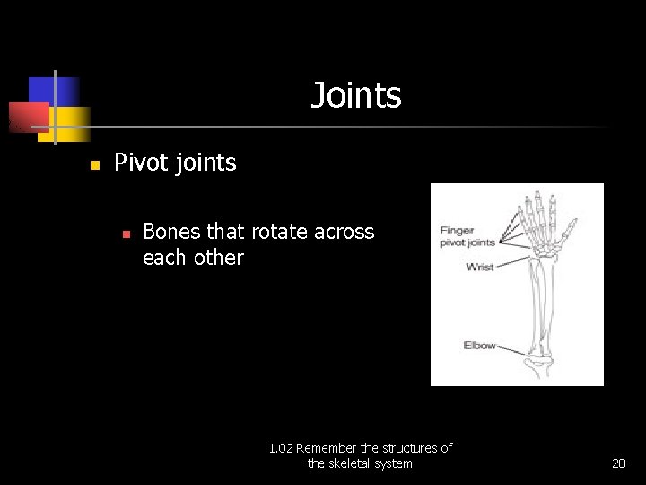 Joints n Pivot joints n Bones that rotate across each other 1. 02 Remember