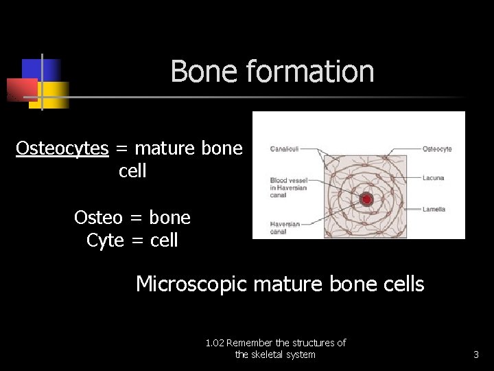 Bone formation Osteocytes = mature bone cell Osteo = bone Cyte = cell Microscopic