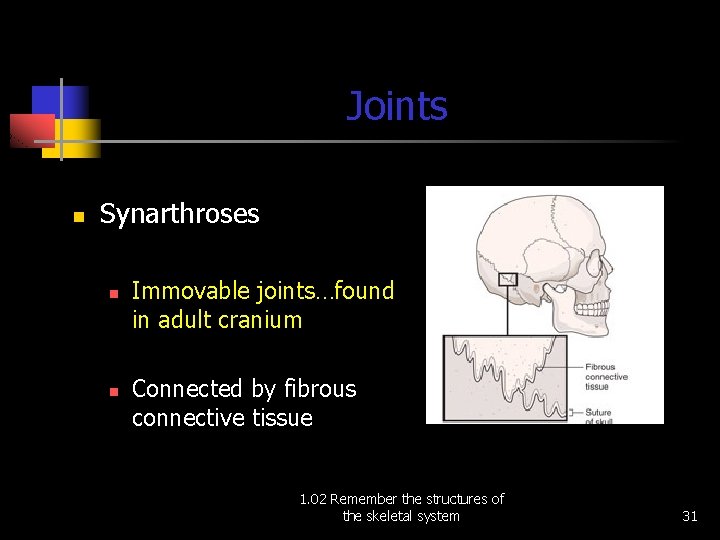 Joints n Synarthroses n n Immovable joints…found in adult cranium Connected by fibrous connective