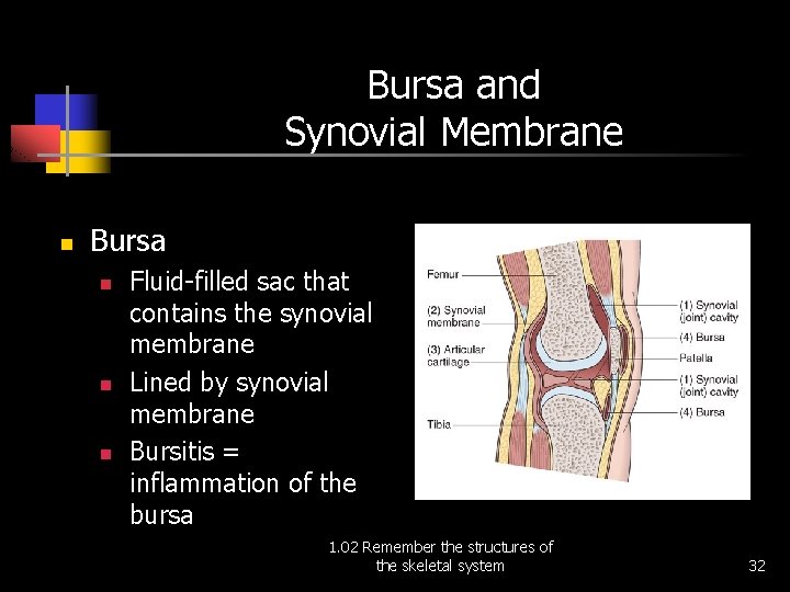 Bursa and Synovial Membrane n Bursa n n n Fluid-filled sac that contains the