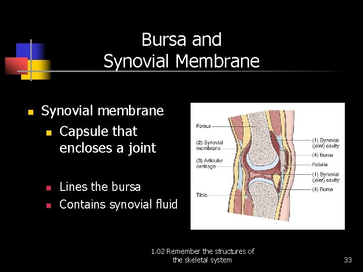 Bursa and Synovial Membrane n Synovial membrane n Capsule that encloses a joint n