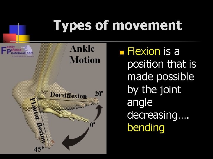 Types of movement n Flexion is a position that is made possible by the