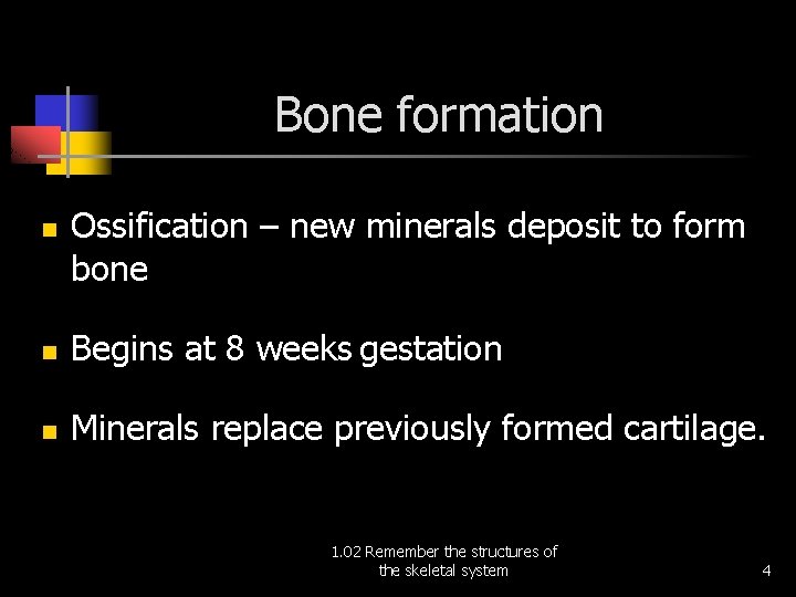 Bone formation n Ossification – new minerals deposit to form bone n Begins at