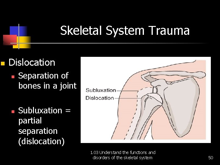 Skeletal System Trauma n Dislocation n n Separation of bones in a joint Subluxation