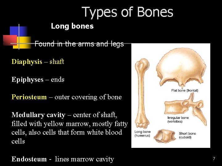 Types of Bones Long bones Found in the arms and legs Diaphysis – shaft