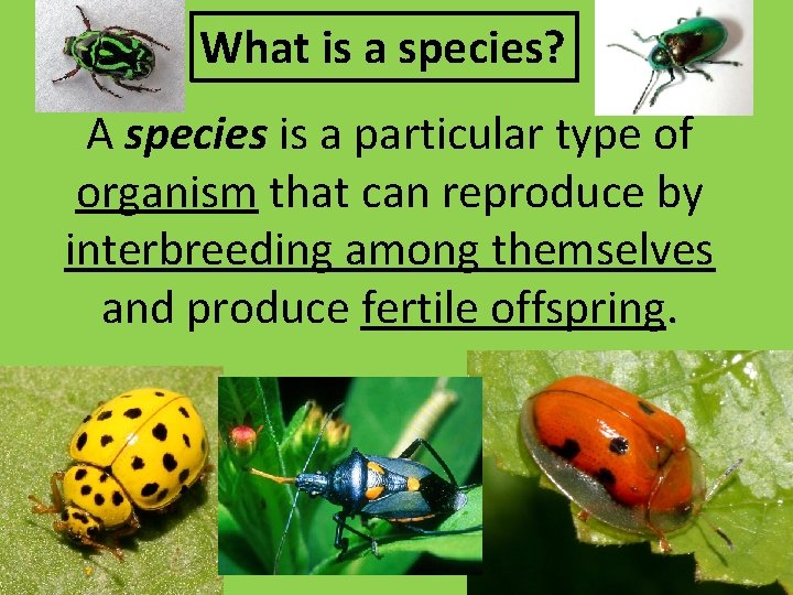 What is a species? A species is a particular type of organism that can