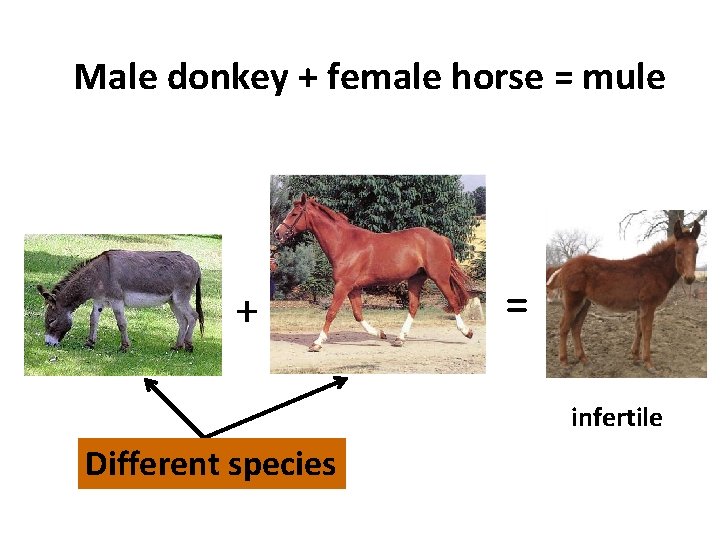 Male donkey + female horse = mule + = infertile Different species 