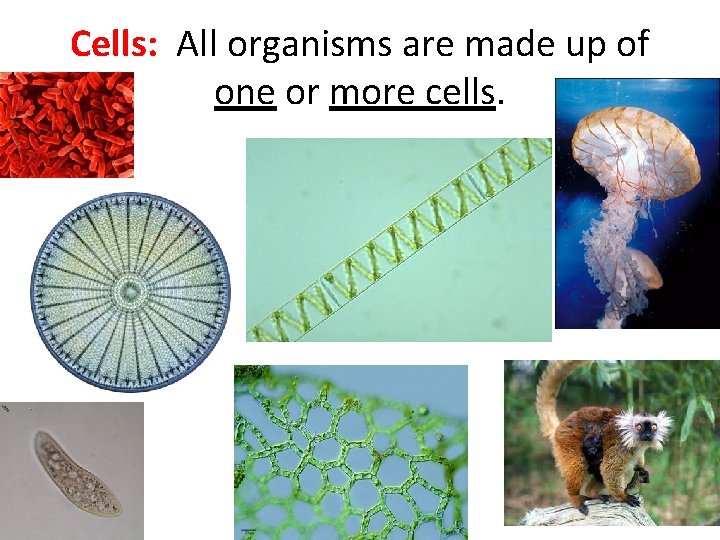 Cells: All organisms are made up of one or more cells. 