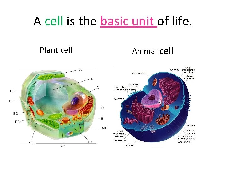 A cell is the basic unit of life. Plant cell Animal cell 