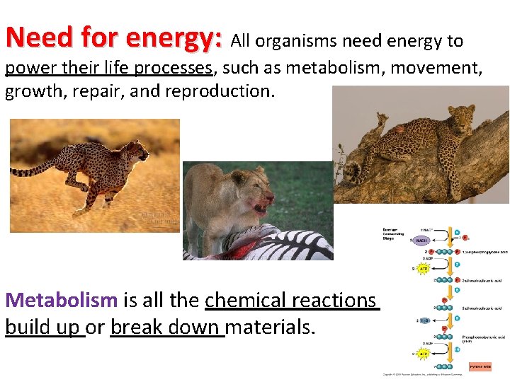 Need for energy: All organisms need energy to power their life processes, such as