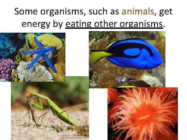 Some organisms, such as animals, get energy by eating other organisms. 