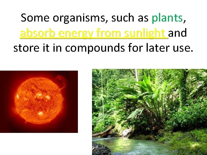 Some organisms, such as plants, absorb energy from sunlight and absorb energy from sunlight