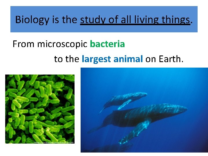 Biology is the study of all living things. From microscopic bacteria to the largest