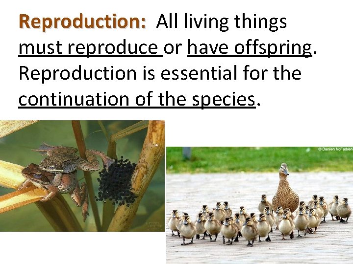 Reproduction: All living things must reproduce or have offspring. Reproduction is essential for the