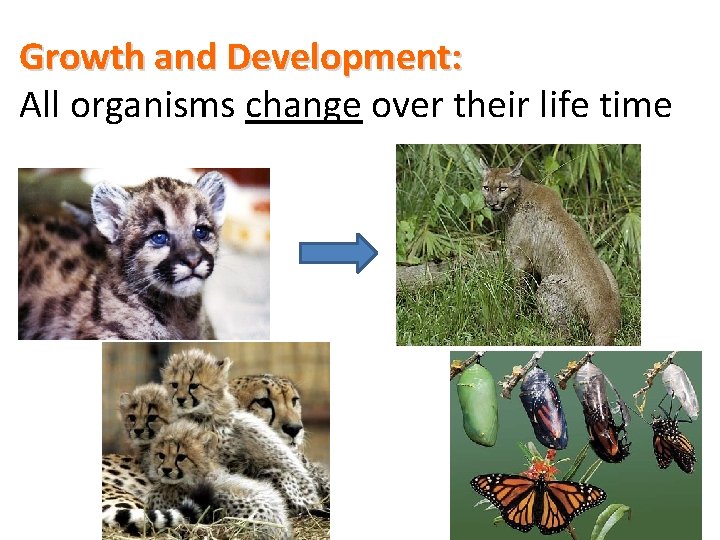 Growth and Development: All organisms change over their life time 