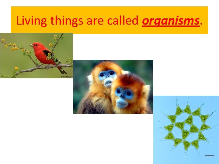 Living things are called organisms. 
