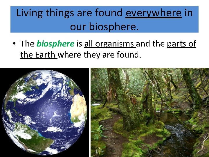 Living things are found everywhere in our biosphere. • The biosphere is all organisms