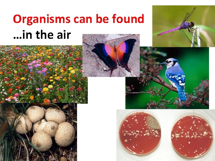 Organisms can be found …in the air 