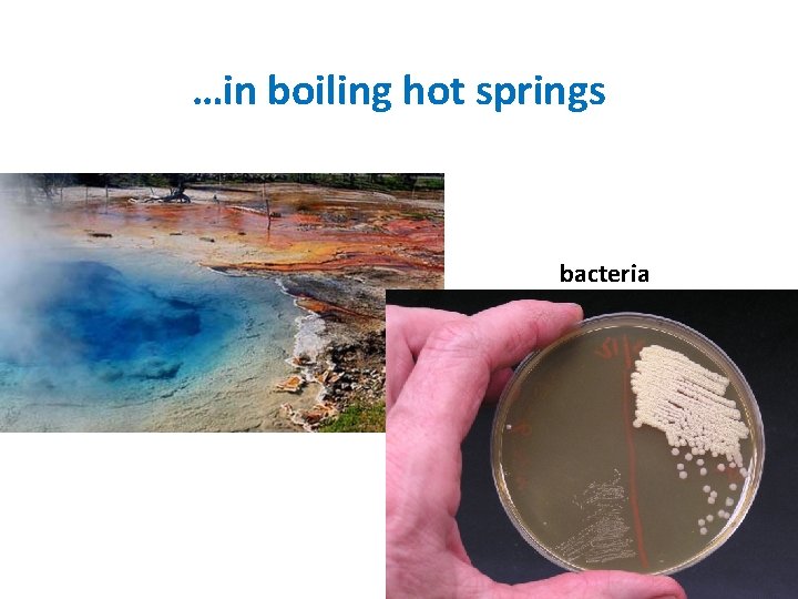 …in boiling hot springs bacteria 