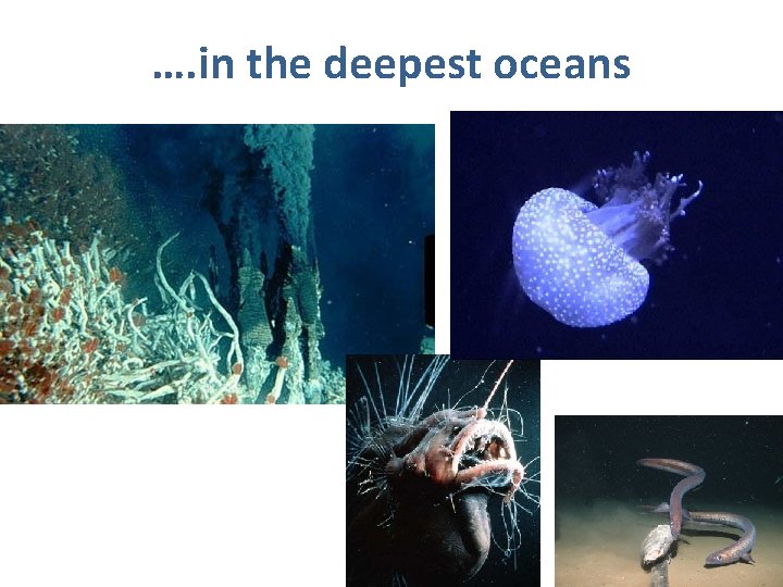 …. in the deepest oceans 