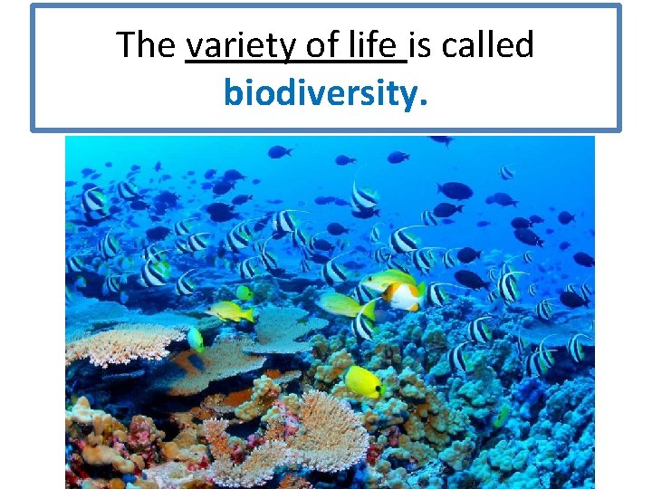 The variety of life is called biodiversity. 