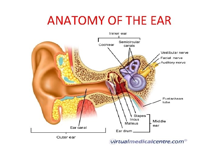 ANATOMY OF THE EAR 