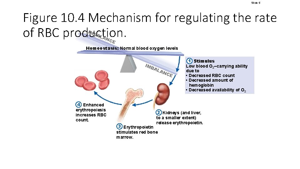 Slide 5 Figure 10. 4 Mechanism for regulating the rate of RBC production. IMB